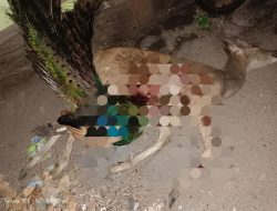 Anggota Polhut bersama Sat Itelkam Polres Berhasil Mengamankan Diduga Pelaku Pemburu di Taman Nasional Baluran