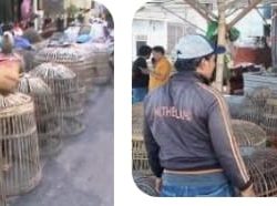 Merasa Kebal Hukum Judi Sabung Ayam Beroperasi di Dukutalit Juwana