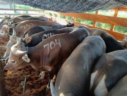Karantina Jawa Timur Pastikan Hewan Qurban Yang Dilalulintaskan Sehat