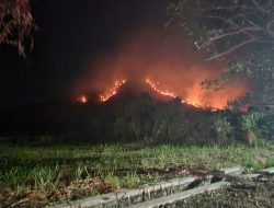 Kebakaran Hutan Situbondo: Perhutani dan BPBD Jangan Hanya Diam