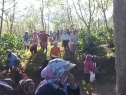 Provokasi Adu Domba Kembali Guncang Ijen, Ribuan Pohon Kopi PTPN Dirusak Secara Terorganisir Oleh Sekumpulan Pelaku Yang Tidak Menghendaki Kawasan Ijen Kondusif