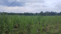 LSM SITI JENAR Soroti Keras Hamparan Tebu di Kawasan Hutan, APH Diminta Jangan Tutup Mata