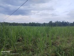 LSM SITI JENAR Soroti Keras Hamparan Tebu di Kawasan Hutan, APH Diminta Jangan Tutup Mata